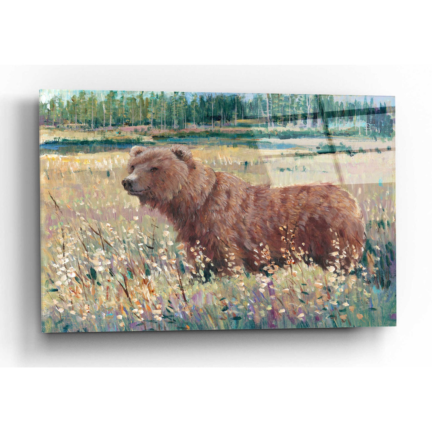 Epic Art 'Bear in the Field' by Tim O'Toole, Acrylic Glass Wall Art