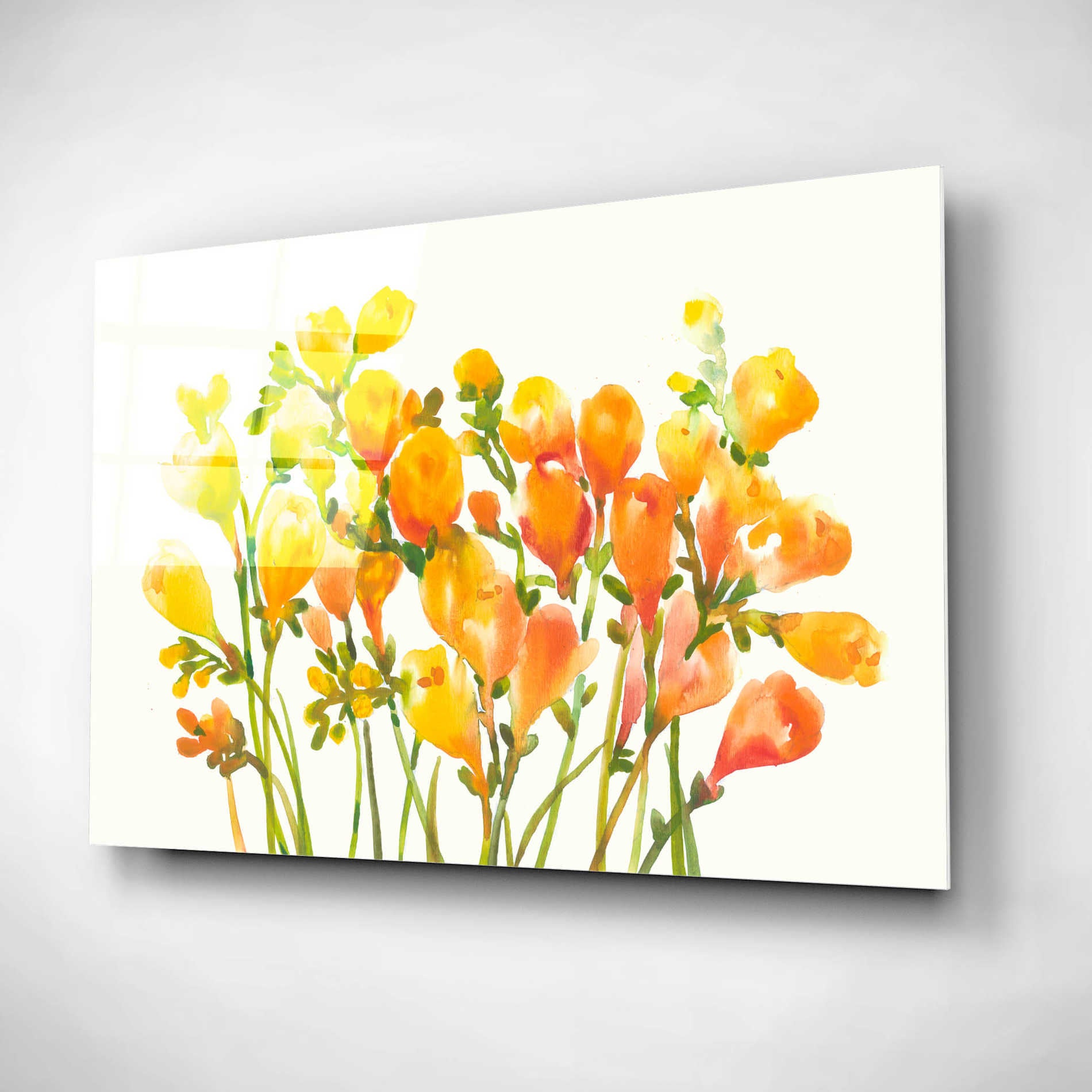 Epic Art 'Freesia I' by Tim O'Toole, Acrylic Glass Wall Art,16x12