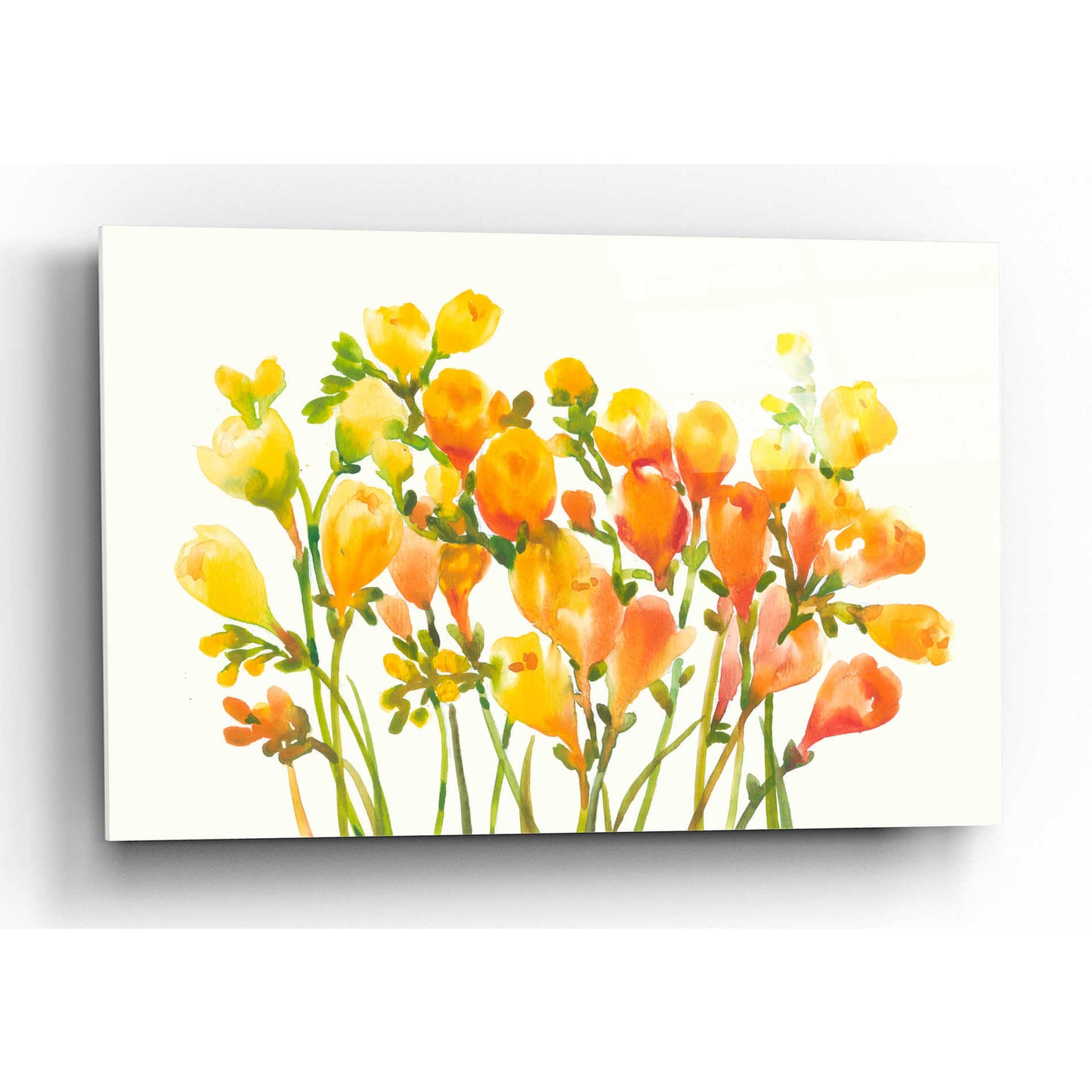 Epic Art 'Freesia I' by Tim O'Toole, Acrylic Glass Wall Art,16x12