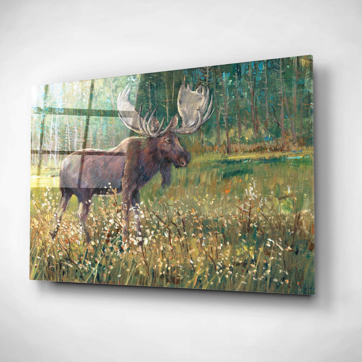 Epic Art 'Moose in the Field' by Tim O'Toole, Acrylic Glass Wall Art,16x12