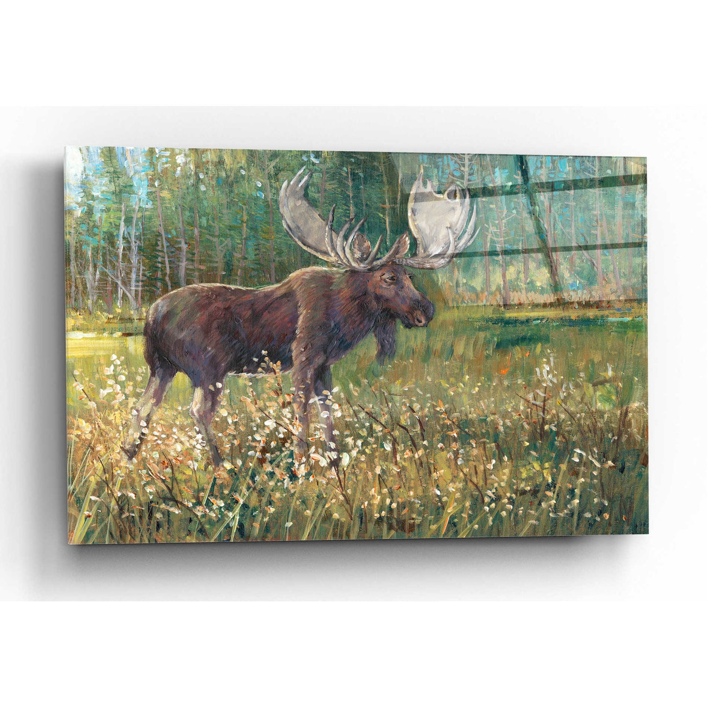 Epic Art 'Moose in the Field' by Tim O'Toole, Acrylic Glass Wall Art,24x16