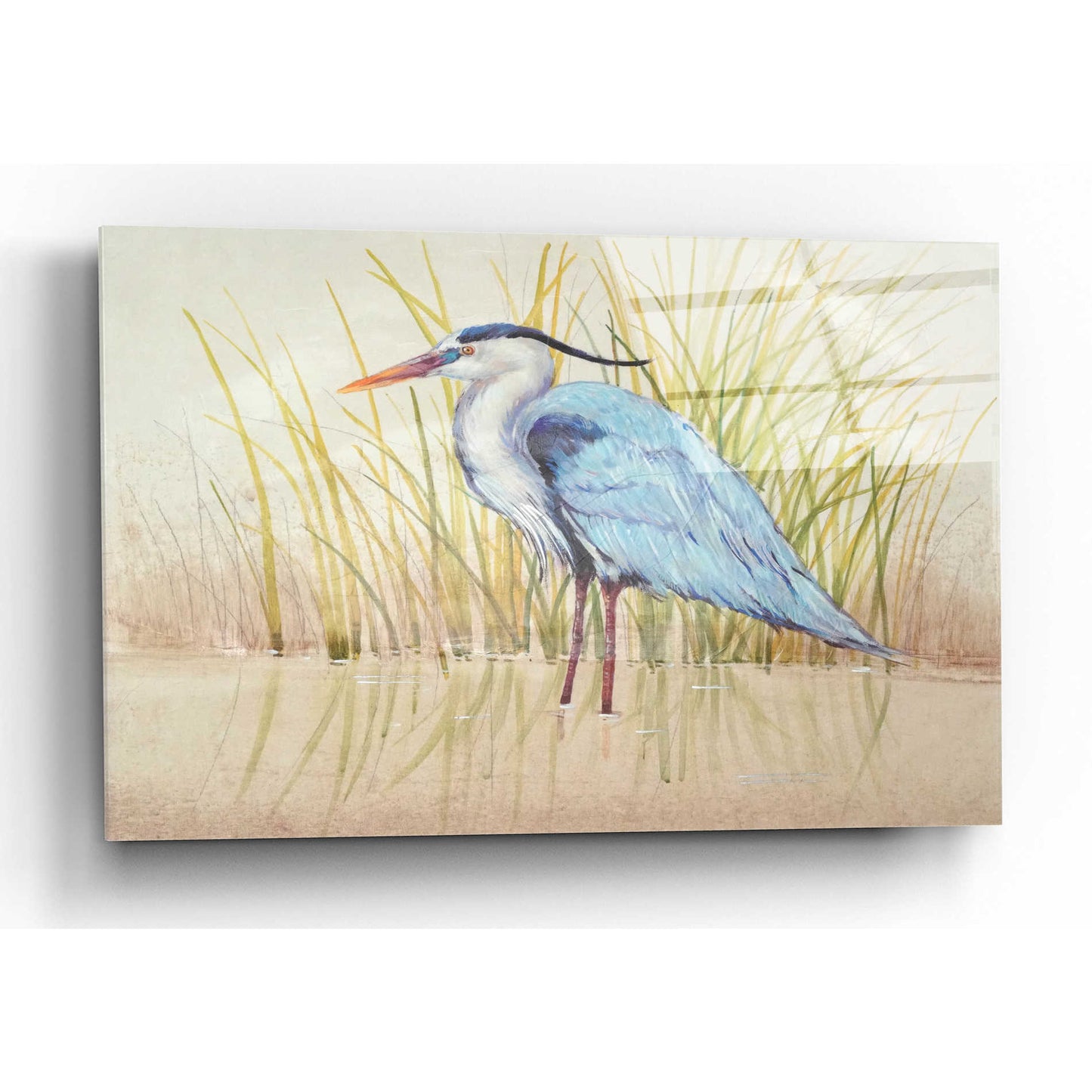 Epic Art 'Heron & Reeds II' by Tim O'Toole, Acrylic Glass Wall Art,16x12