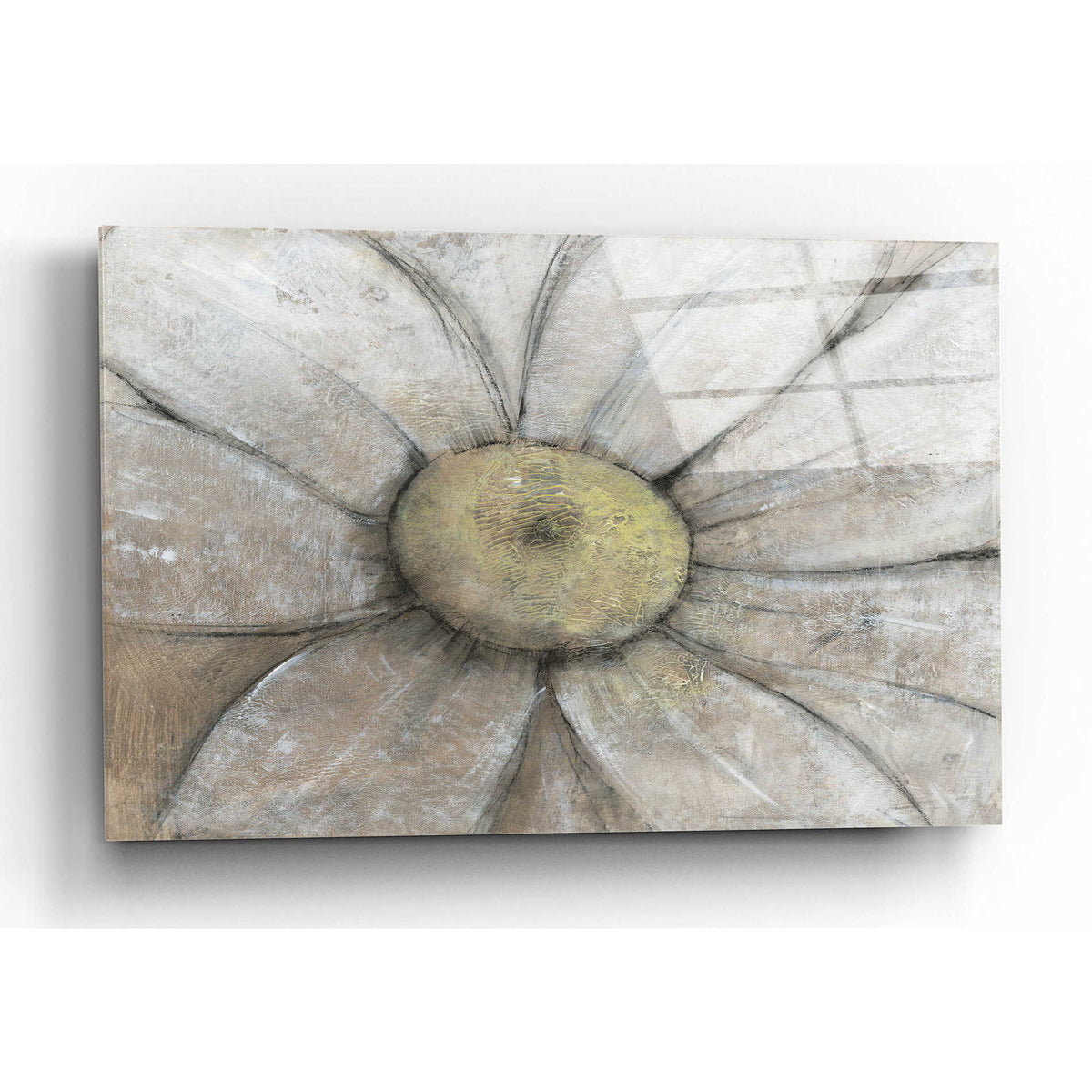 Epic Art 'Close-Up Daisy II' by Tim O'Toole, Acrylic Glass Wall Art