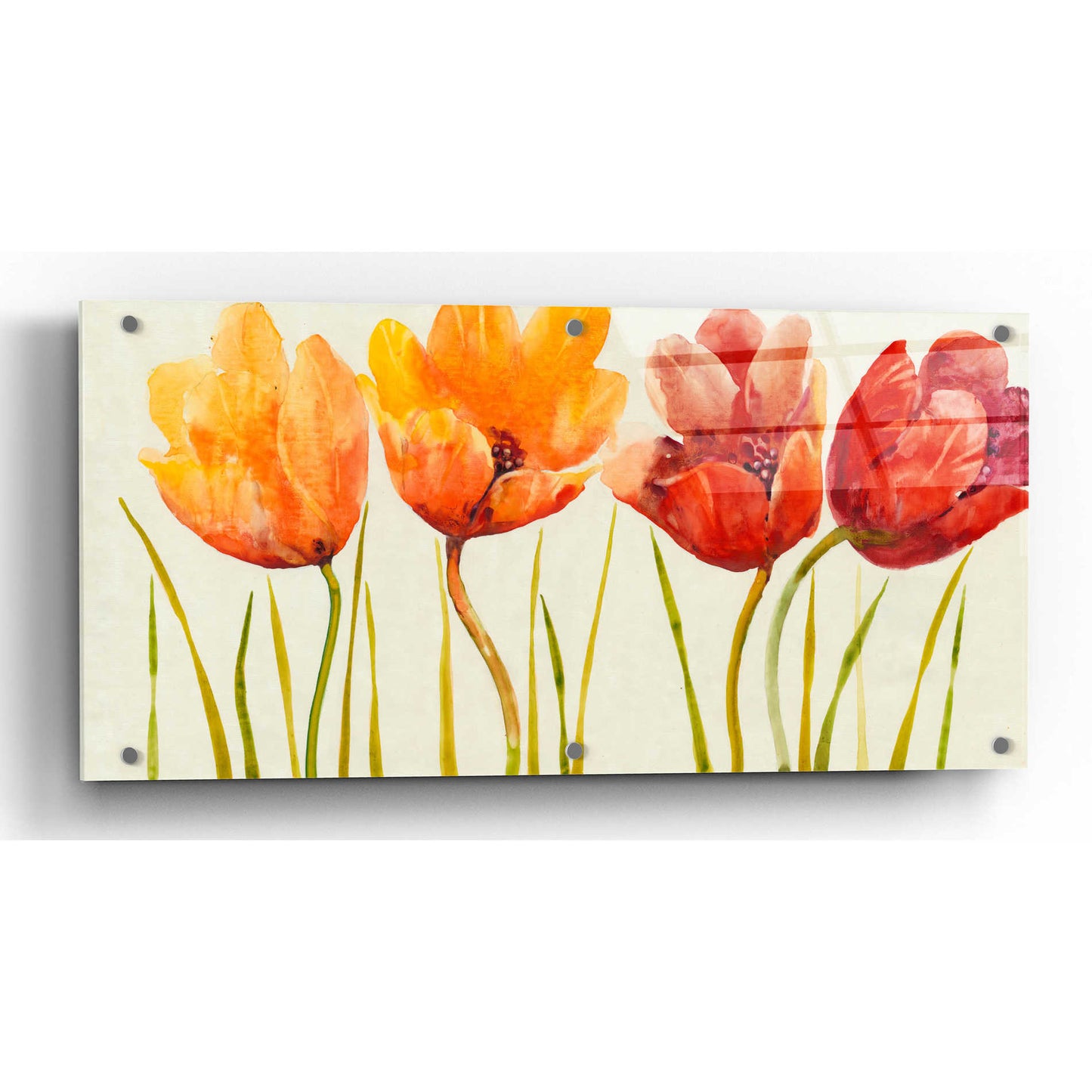 Epic Art 'Row of Tulips I' by Tim O'Toole, Acrylic Glass Wall Art,24x12