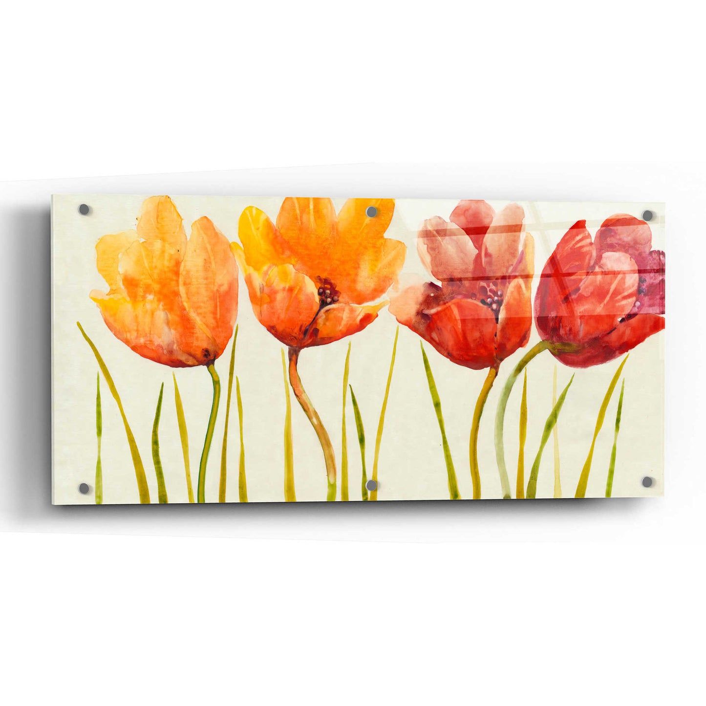 Epic Art 'Row of Tulips I' by Tim O'Toole, Acrylic Glass Wall Art,48x24