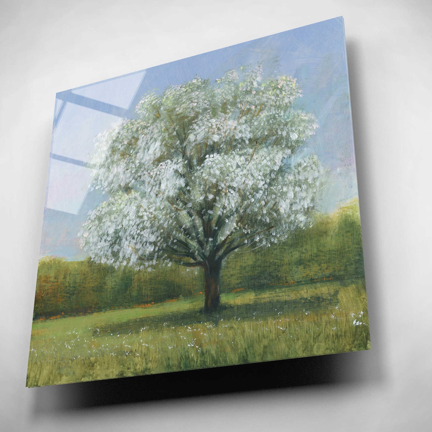 Epic Art 'Spring Blossom Tree II' by Tim O'Toole, Acrylic Glass Wall Art,12x12
