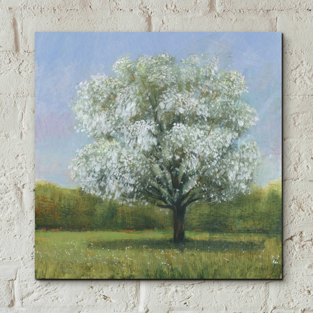 Epic Art 'Spring Blossom Tree II' by Tim O'Toole, Acrylic Glass Wall Art,12x12