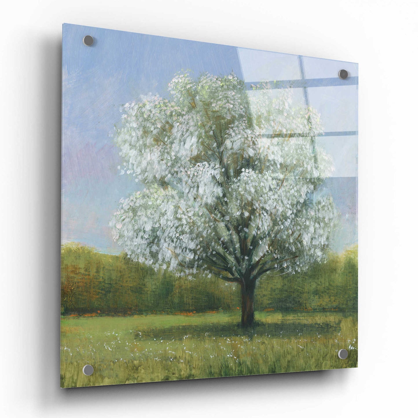 Epic Art 'Spring Blossom Tree II' by Tim O'Toole, Acrylic Glass Wall Art,36x36