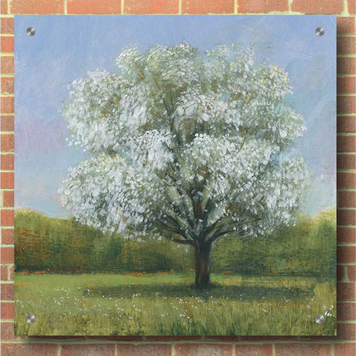 Epic Art 'Spring Blossom Tree II' by Tim O'Toole, Acrylic Glass Wall Art,36x36