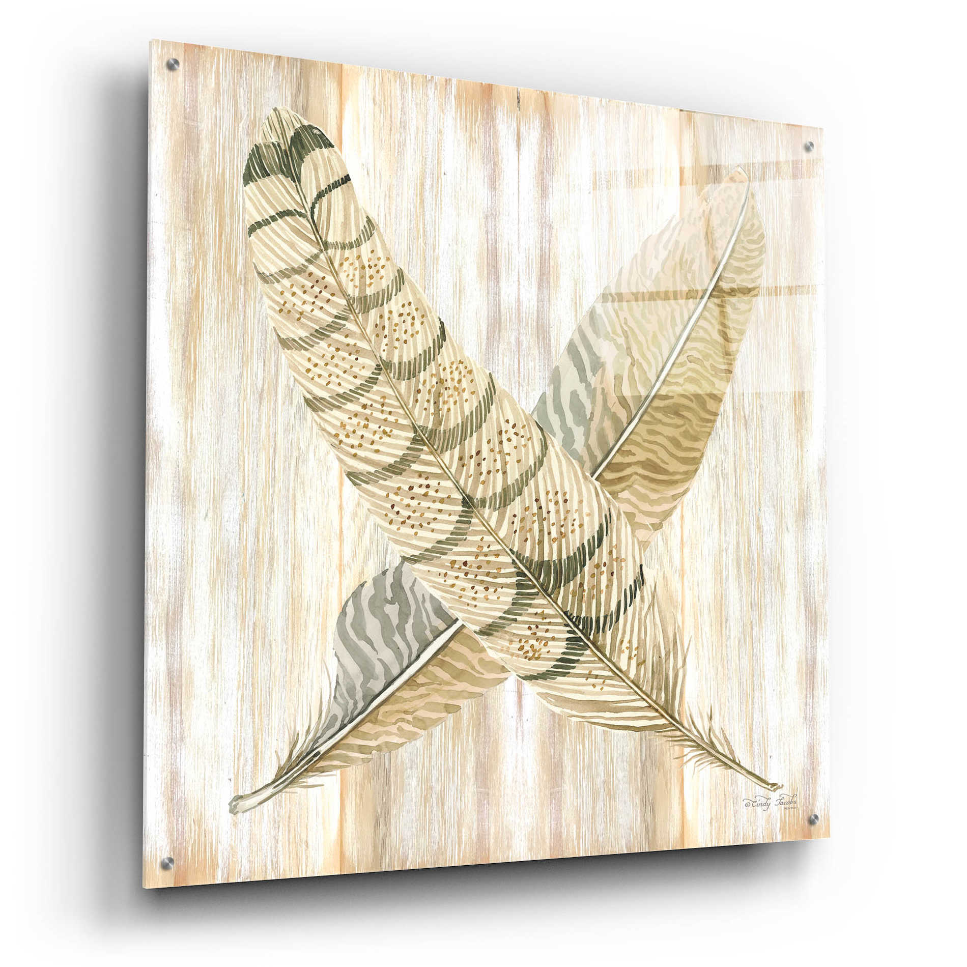 Epic Art 'Feathers Crossed I' by Cindy Jacobs, Acrylic Glass Wall Art,36x36