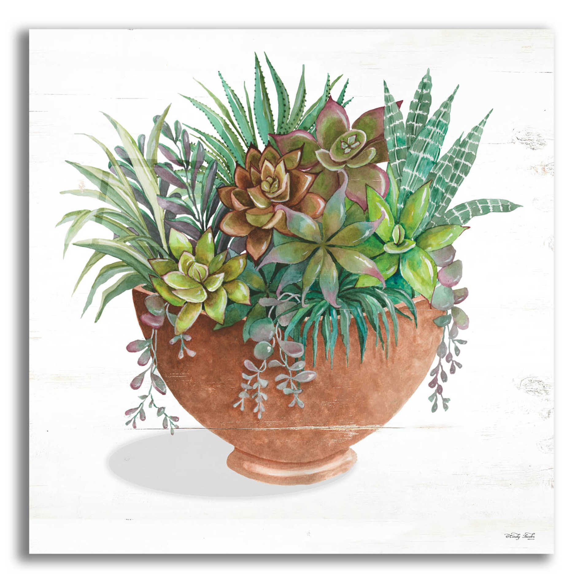 Epic Art 'Terracotta Succulents II' by Cindy Jacobs, Acrylic Glass Wall Art,12x12