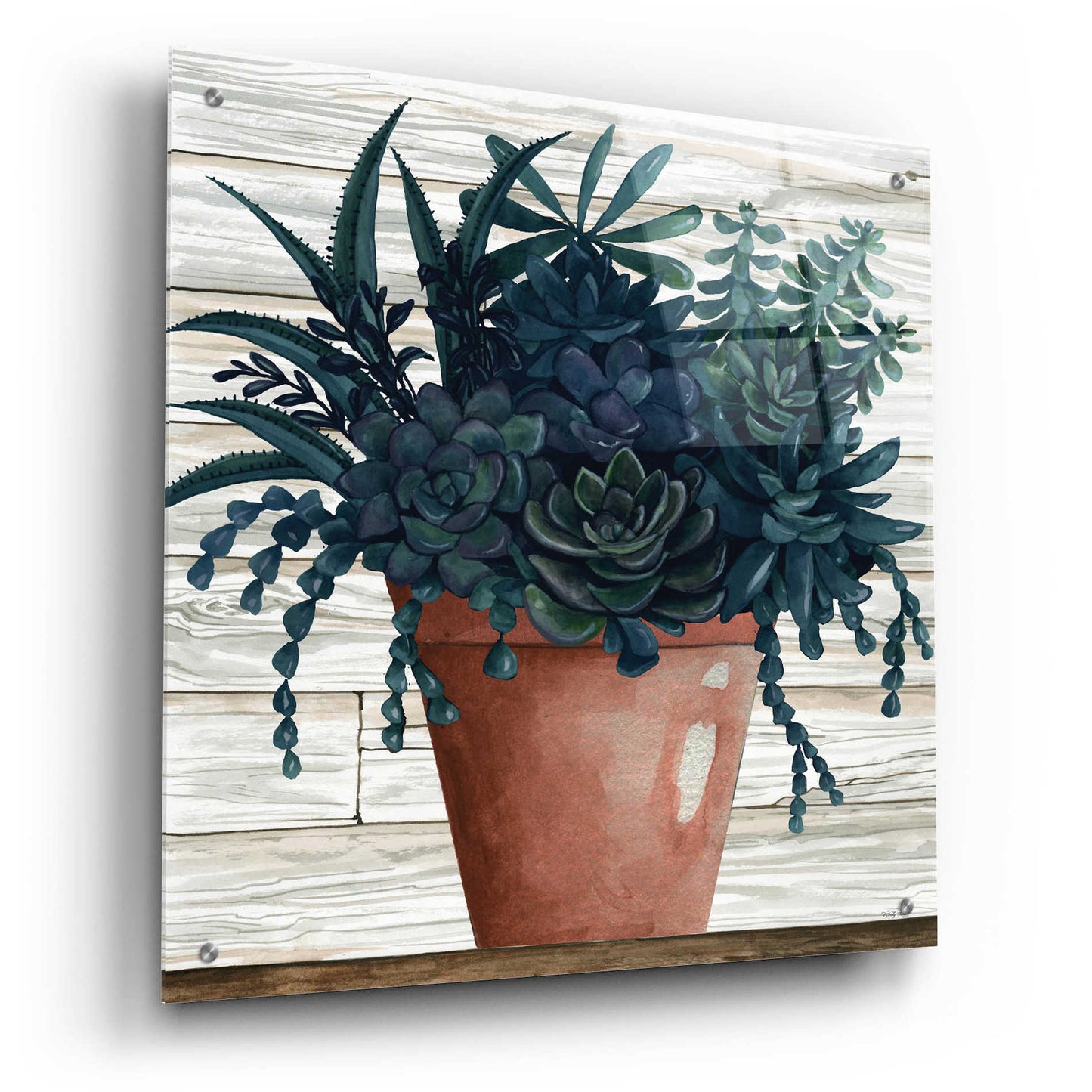 Epic Art 'Remarkable Succulents III' by Cindy Jacobs, Acrylic Glass Wall Art,24x24