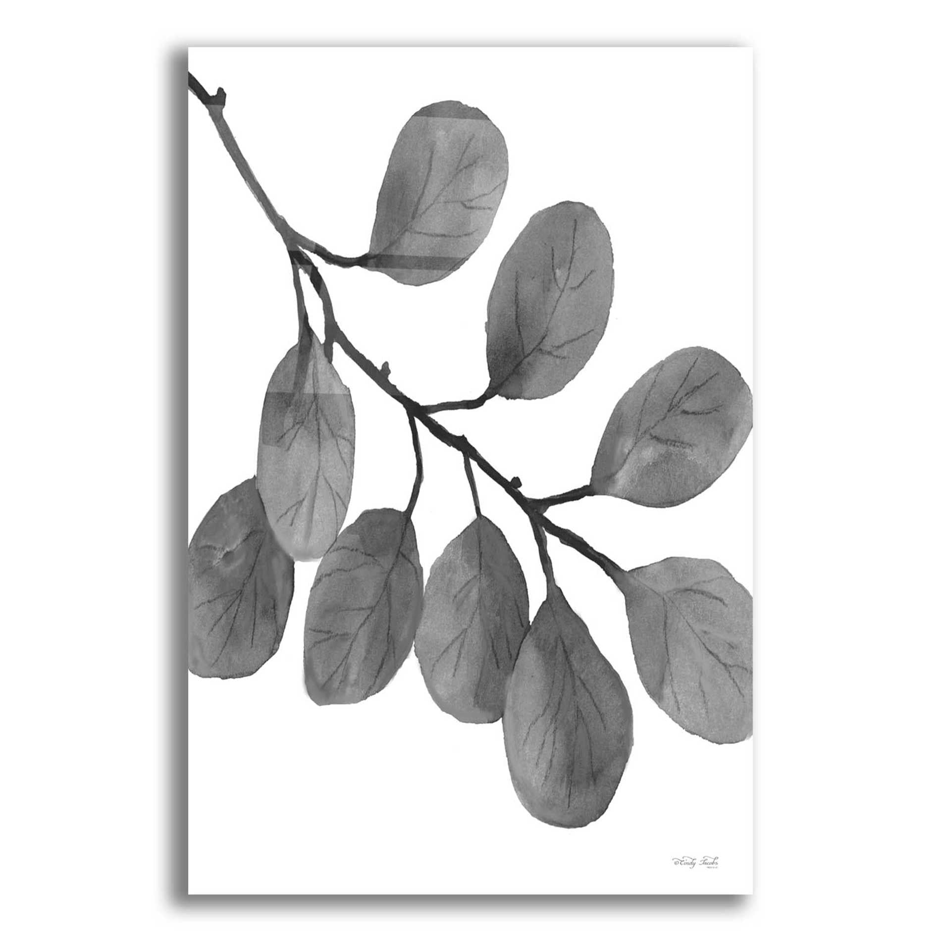 Epic Art 'Leaves in Gray I' by Cindy Jacobs, Acrylic Glass Wall Art,12x16