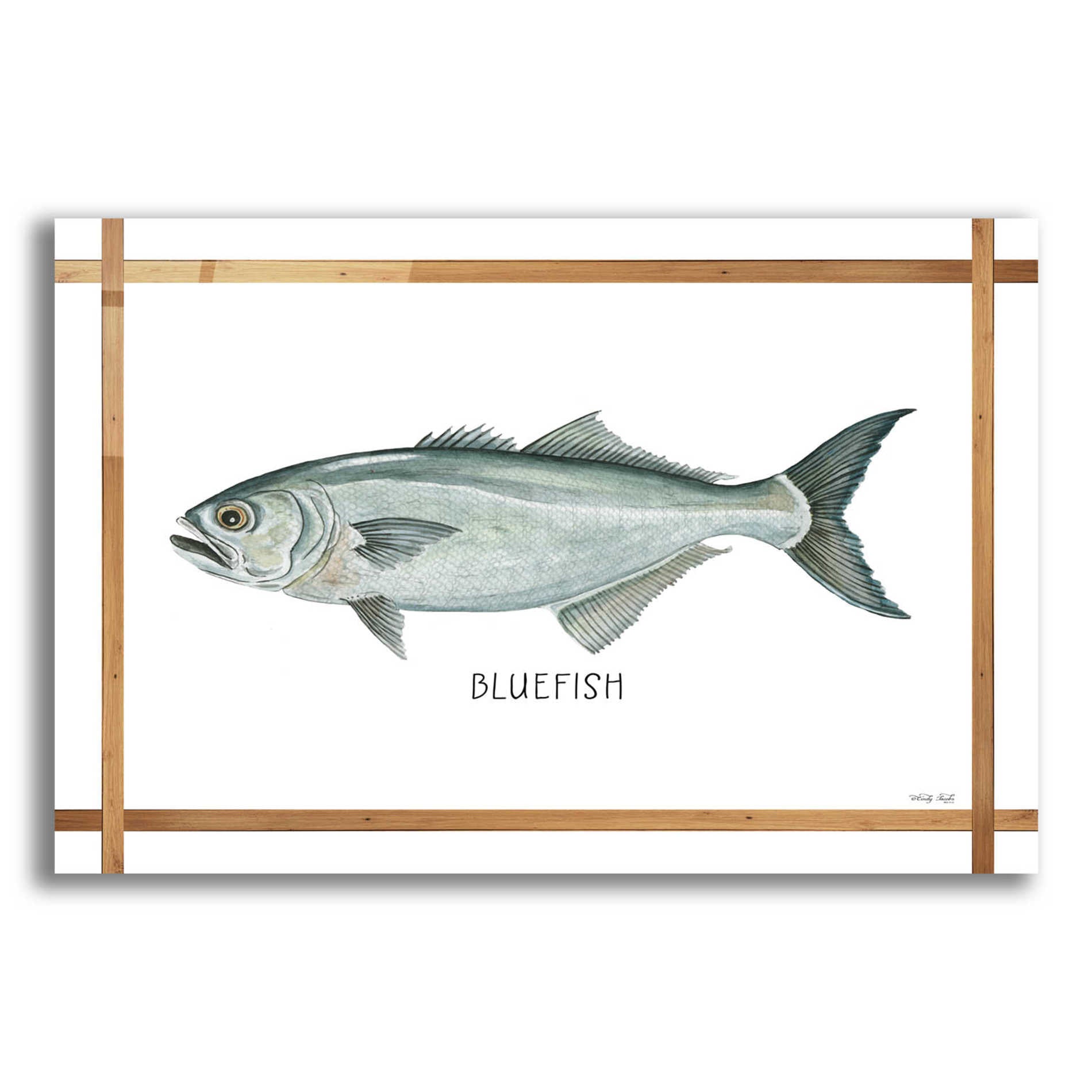 Epic Art 'Bluefish on White' by Cindy Jacobs, Acrylic Glass Wall Art,24x16