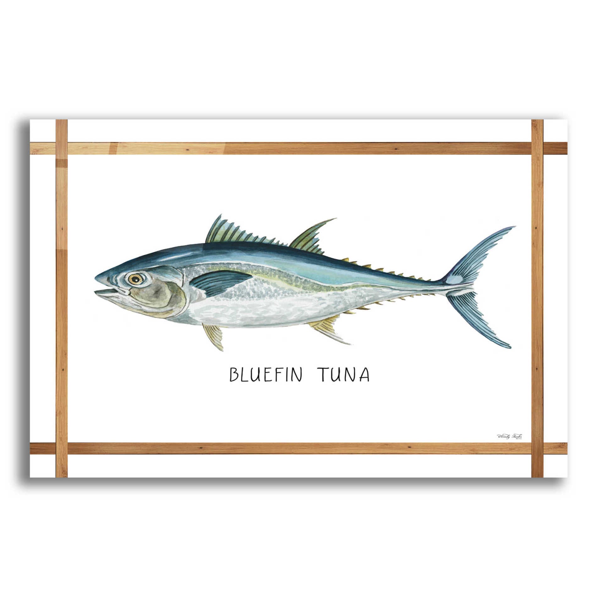 Epic Art 'Bluefin Tuna on White' by Cindy Jacobs, Acrylic Glass Wall Art,24x16