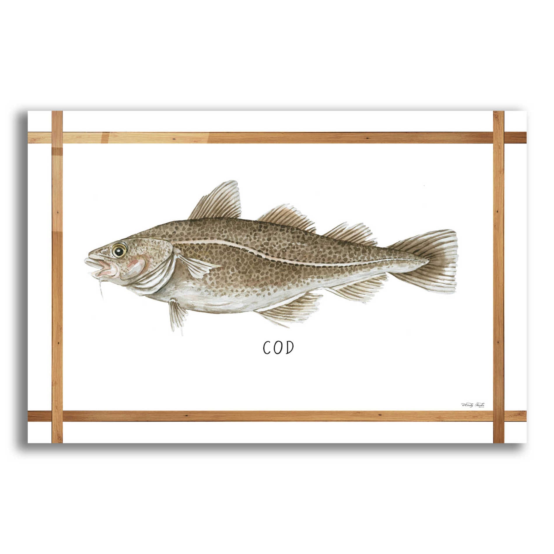 Epic Art 'Cod on White' by Cindy Jacobs, Acrylic Glass Wall Art,16x12