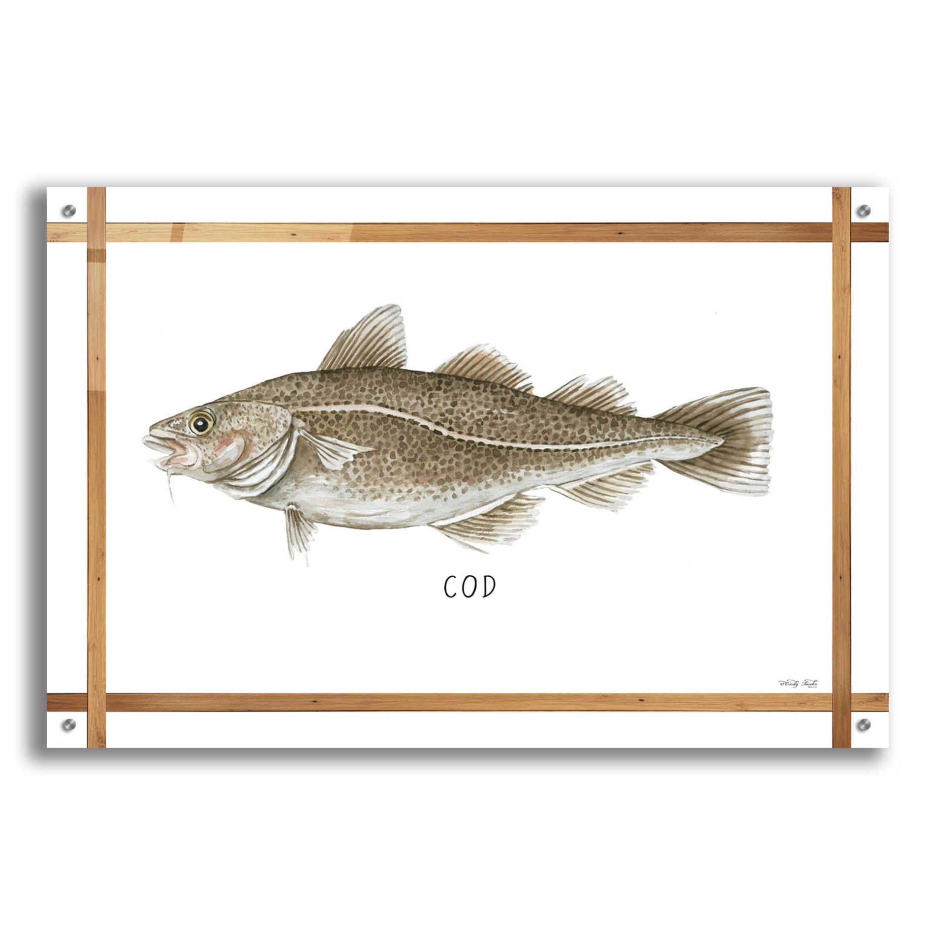 Epic Art 'Cod on White' by Cindy Jacobs, Acrylic Glass Wall Art,36x24