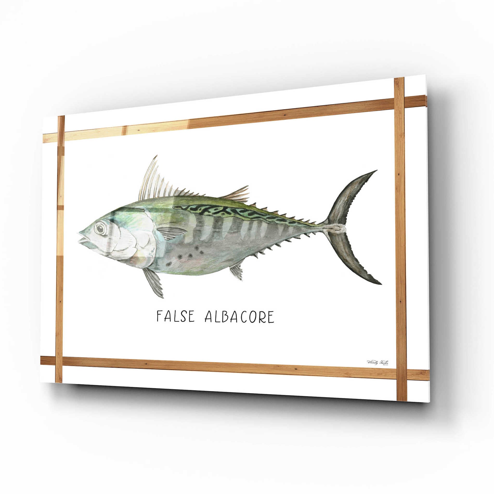 Epic Art 'False Albacore on White' by Cindy Jacobs, Acrylic Glass Wall Art,16x12