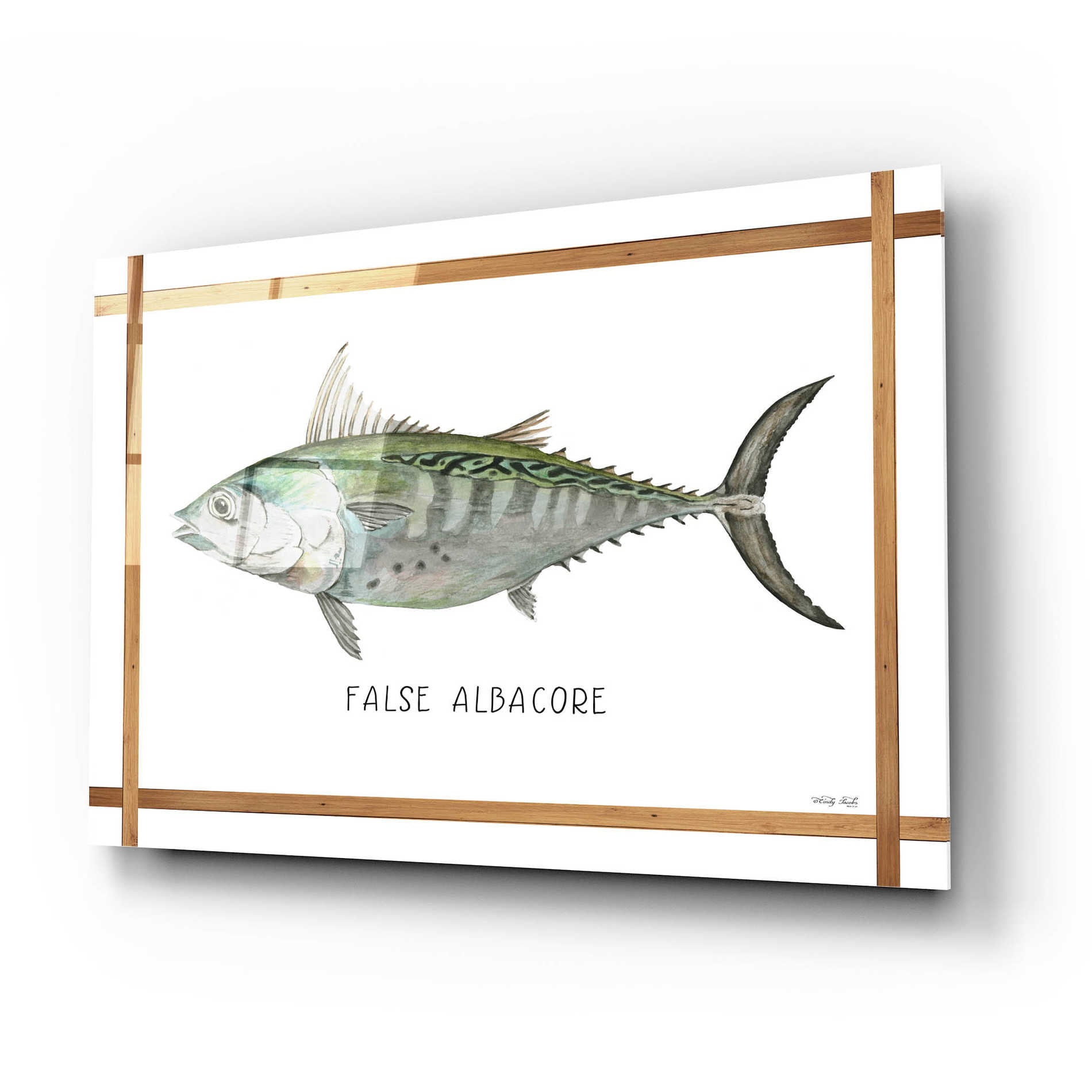 Epic Art 'False Albacore on White' by Cindy Jacobs, Acrylic Glass Wall Art,24x16