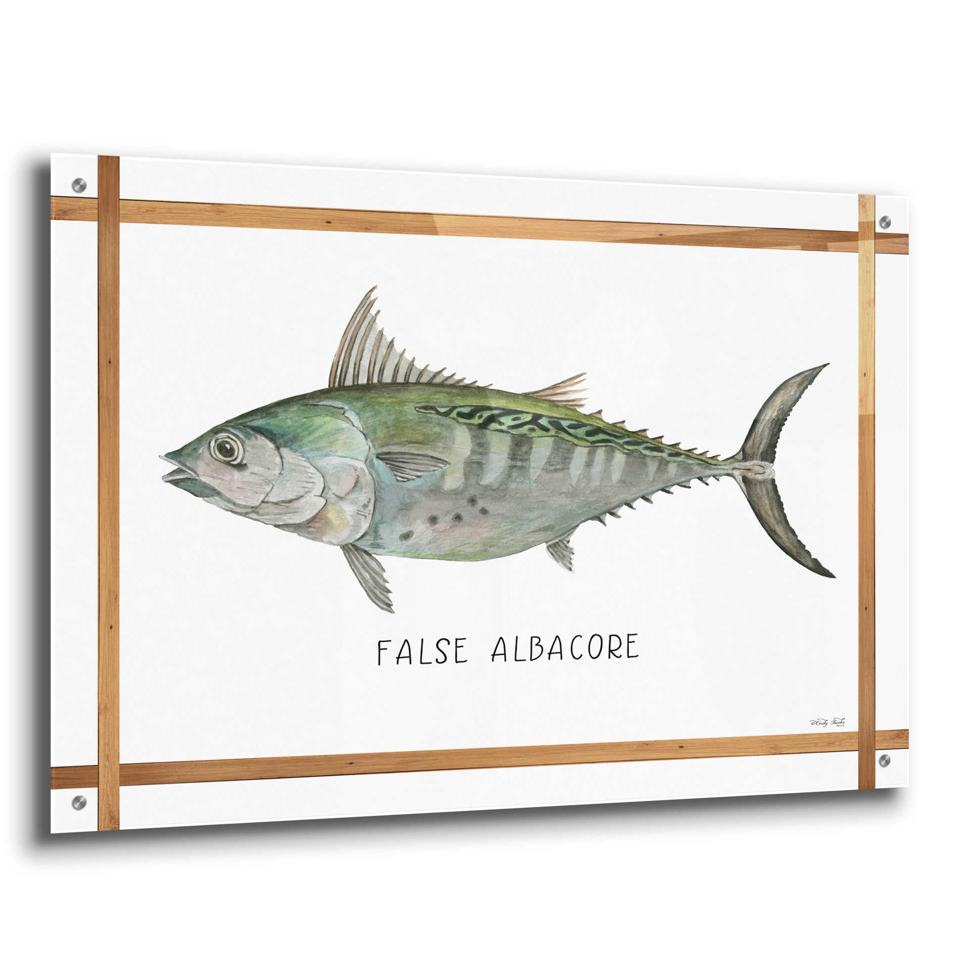 Epic Art 'False Albacore on White' by Cindy Jacobs, Acrylic Glass Wall Art,36x24