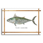 Epic Art 'False Albacore on White' by Cindy Jacobs, Acrylic Glass Wall Art