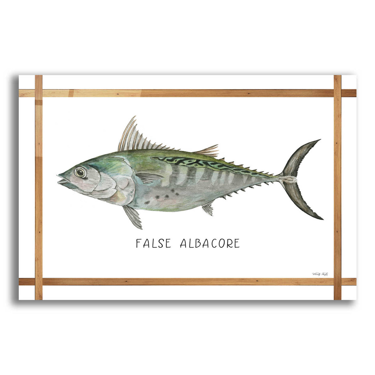 Epic Art 'False Albacore on White' by Cindy Jacobs, Acrylic Glass Wall Art