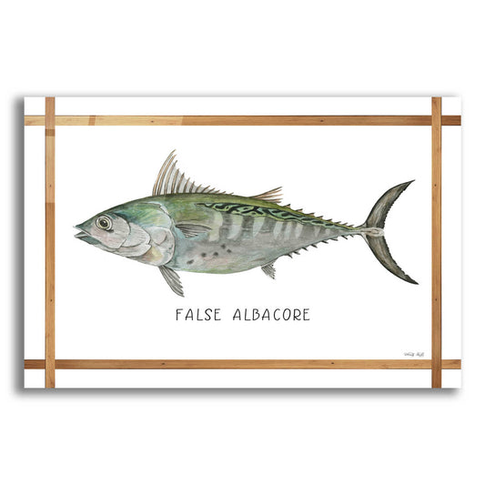 Epic Art 'False Albacore on White' by Cindy Jacobs, Acrylic Glass Wall Art