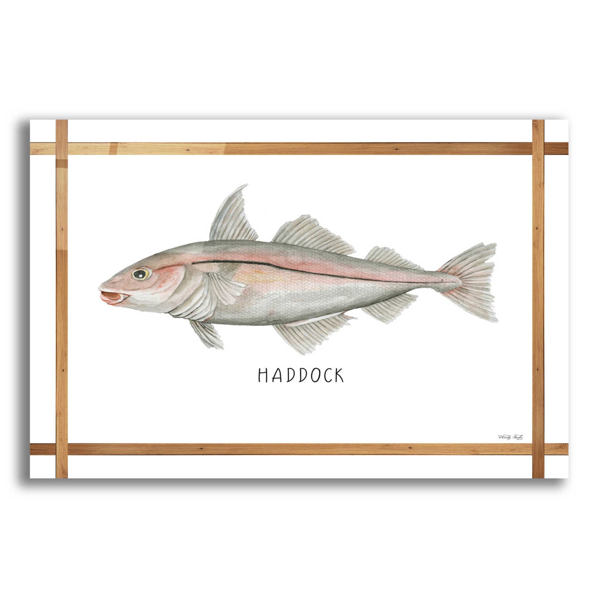 Epic Art 'Haddock on White' by Cindy Jacobs, Acrylic Glass Wall Art,16x12