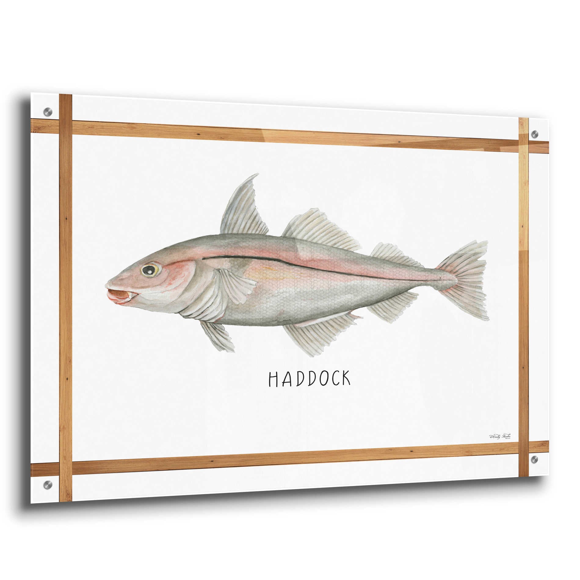 Epic Art 'Haddock on White' by Cindy Jacobs, Acrylic Glass Wall Art,36x24