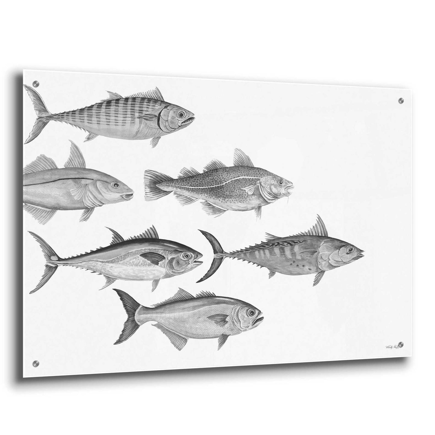 Epic Art 'Variety of Fish I' by Cindy Jacobs, Acrylic Glass Wall Art,36x24