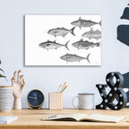 Epic Art 'Variety of Fish II' by Cindy Jacobs, Acrylic Glass Wall Art,16x12