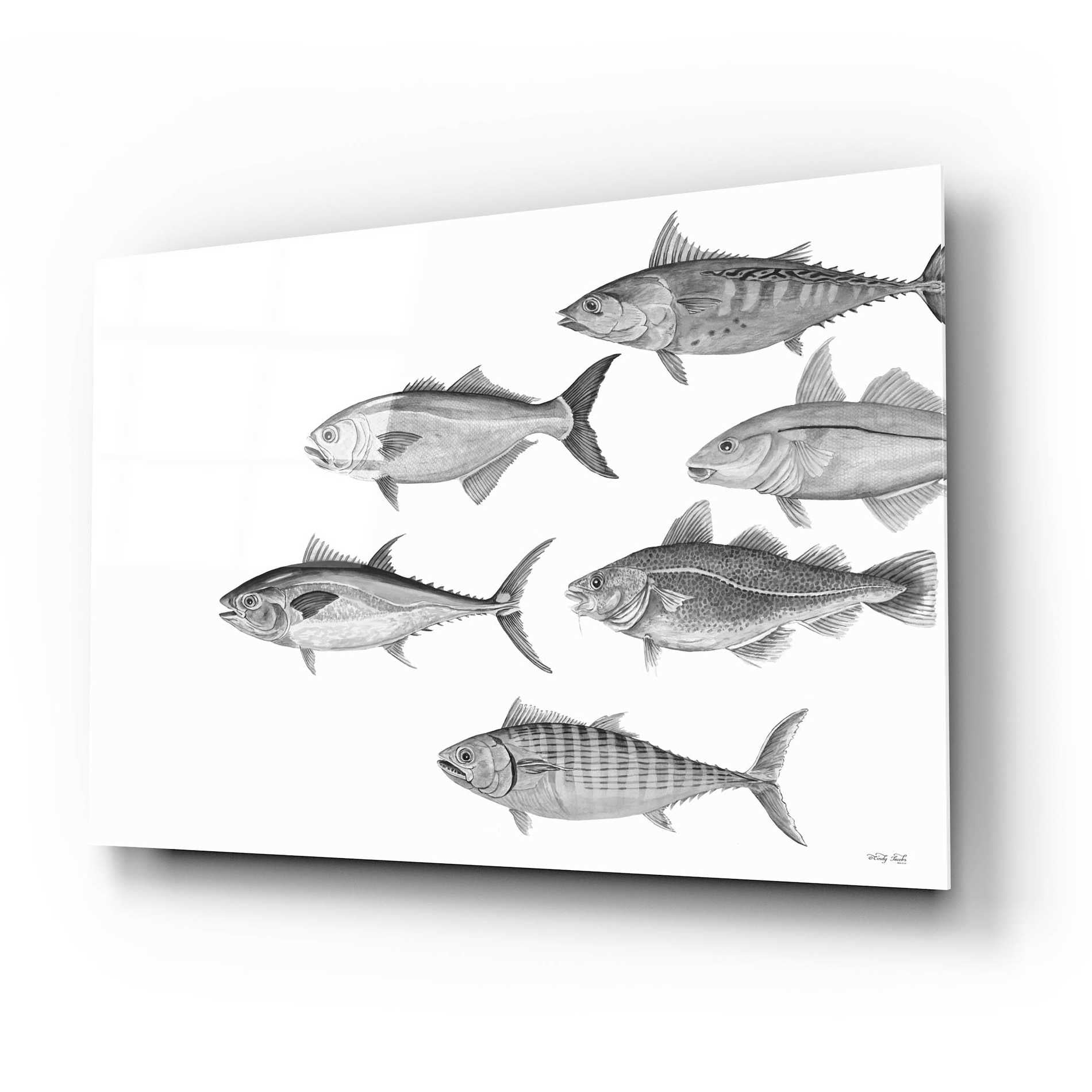 Epic Art 'Variety of Fish II' by Cindy Jacobs, Acrylic Glass Wall Art,24x16