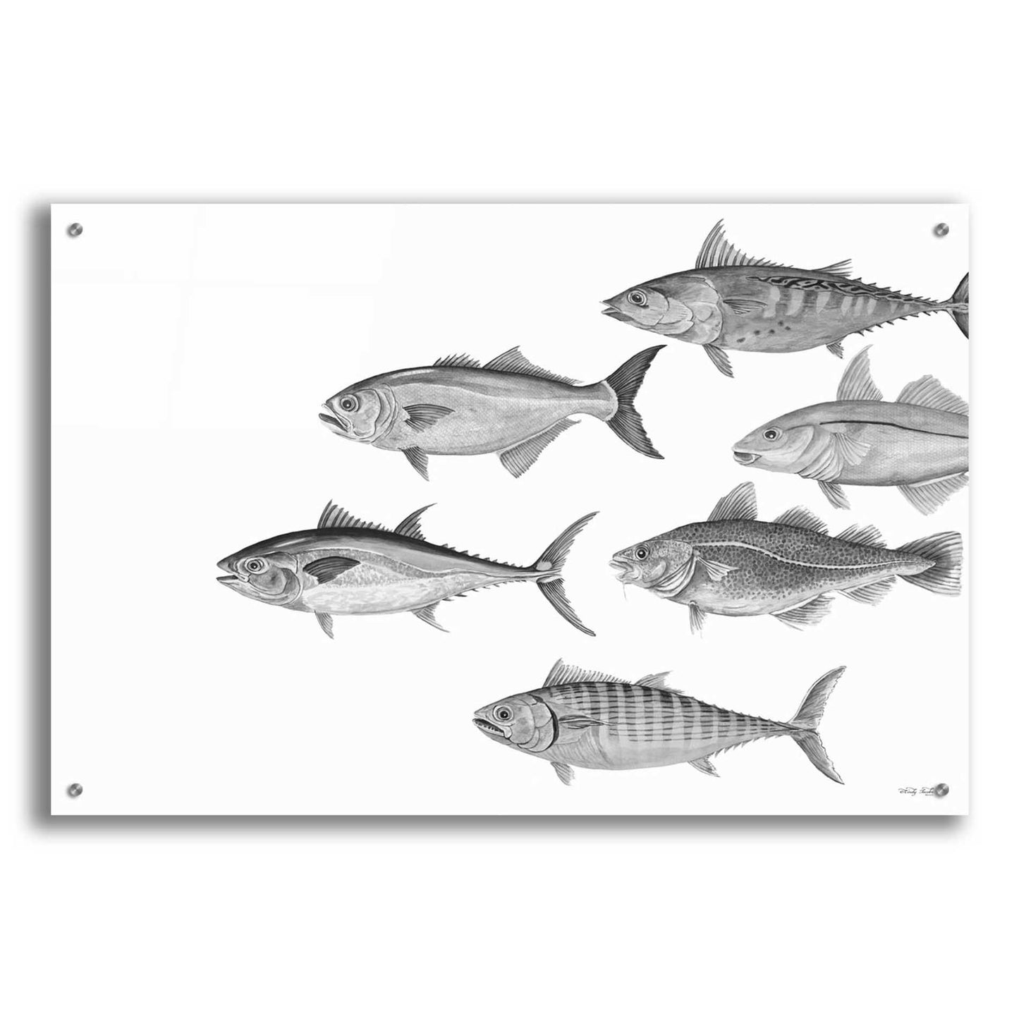 Epic Art 'Variety of Fish II' by Cindy Jacobs, Acrylic Glass Wall Art,36x24