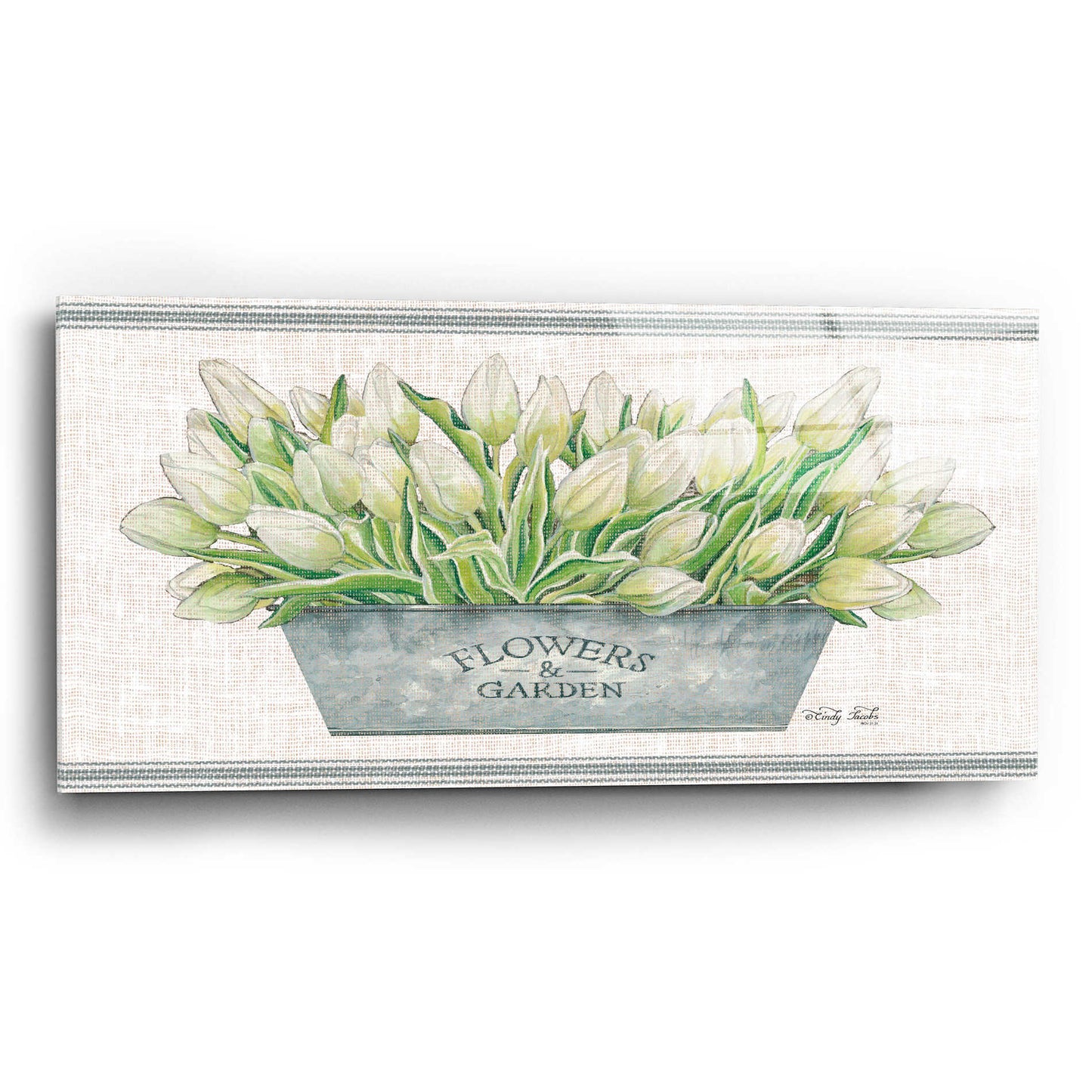 Epic Art 'Flowers & Garden White Tulips' by Cindy Jacobs, Acrylic Glass Wall Art,24x12