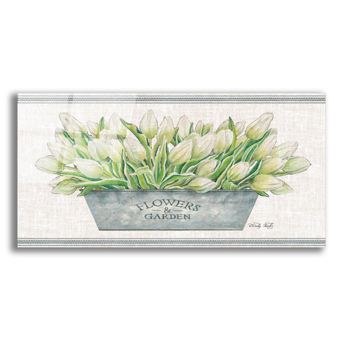 Epic Art 'Flowers & Garden White Tulips' by Cindy Jacobs, Acrylic Glass Wall Art,24x12
