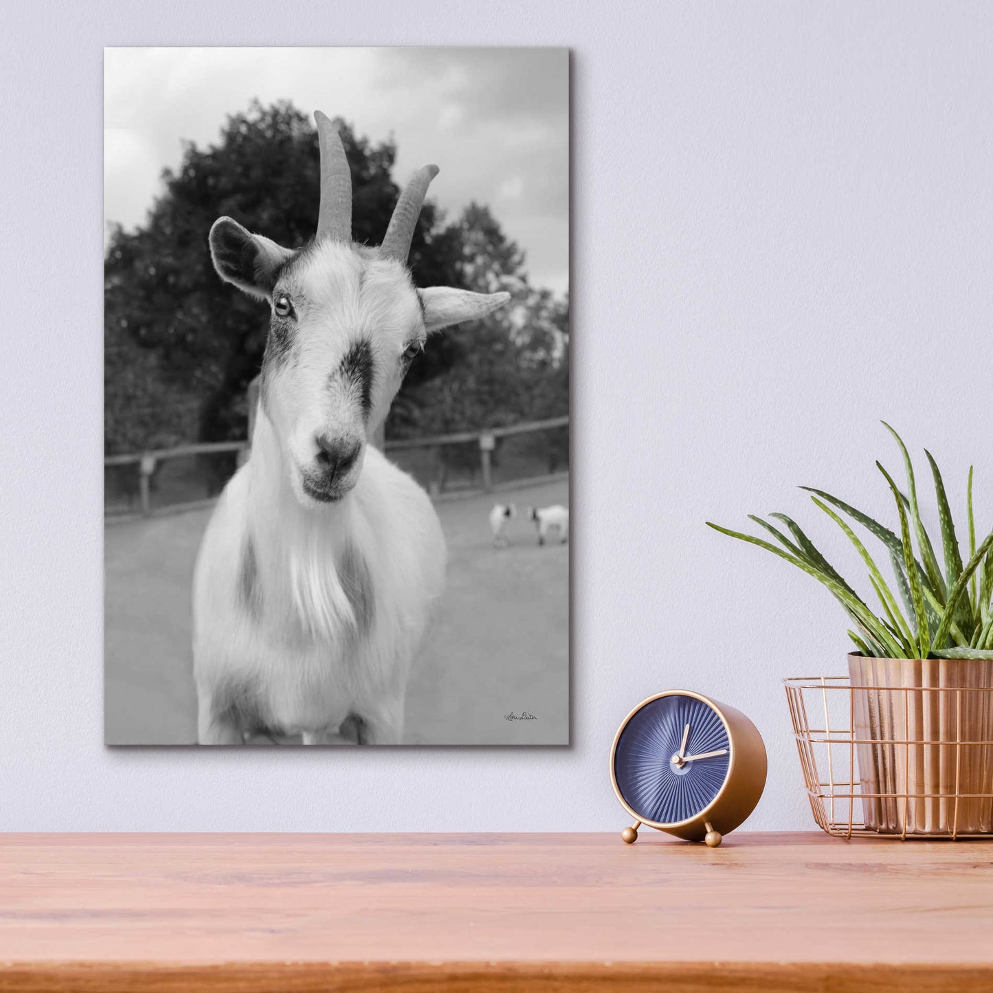 Epic Art 'Lake Tobias Goat II' by Lori Deiter Acrylic Glass Wall Art,12x16