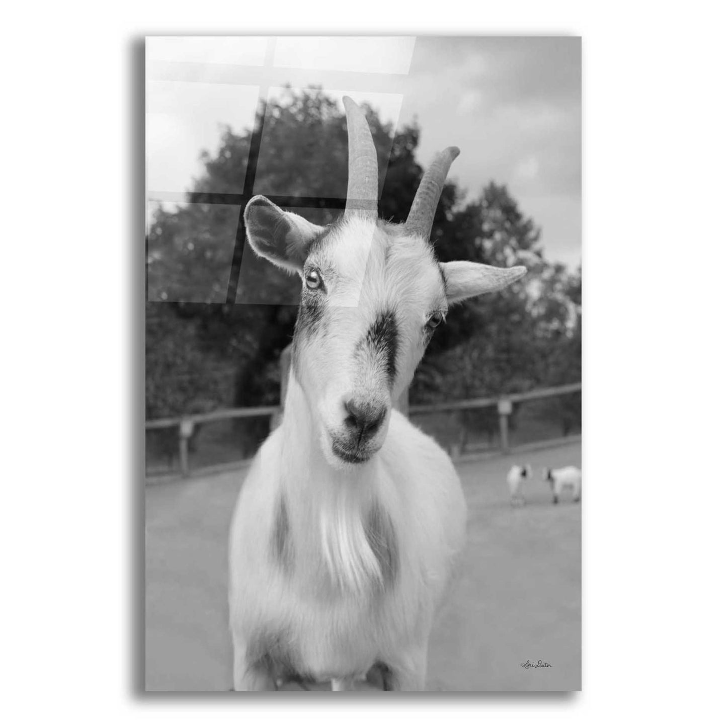 Epic Art 'Lake Tobias Goat II' by Lori Deiter Acrylic Glass Wall Art,12x16