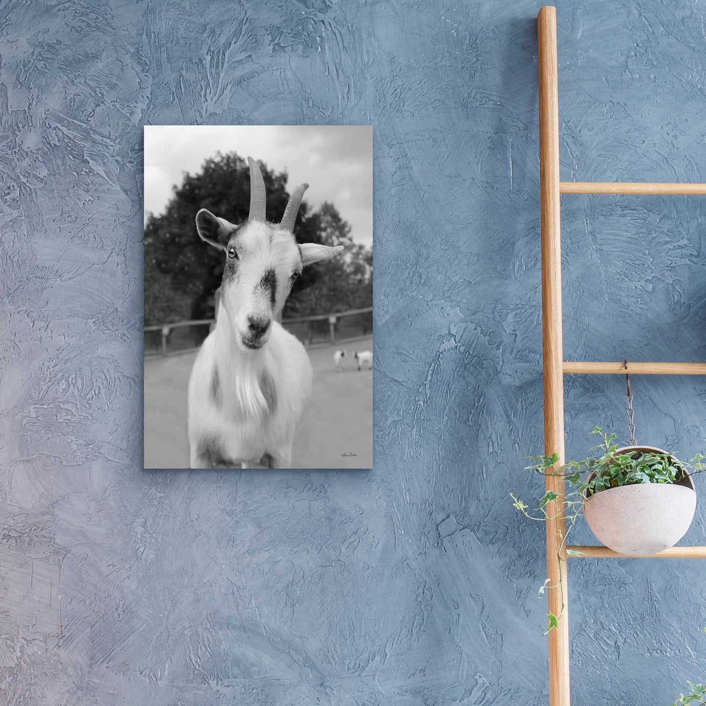 Epic Art 'Lake Tobias Goat II' by Lori Deiter Acrylic Glass Wall Art,16x24