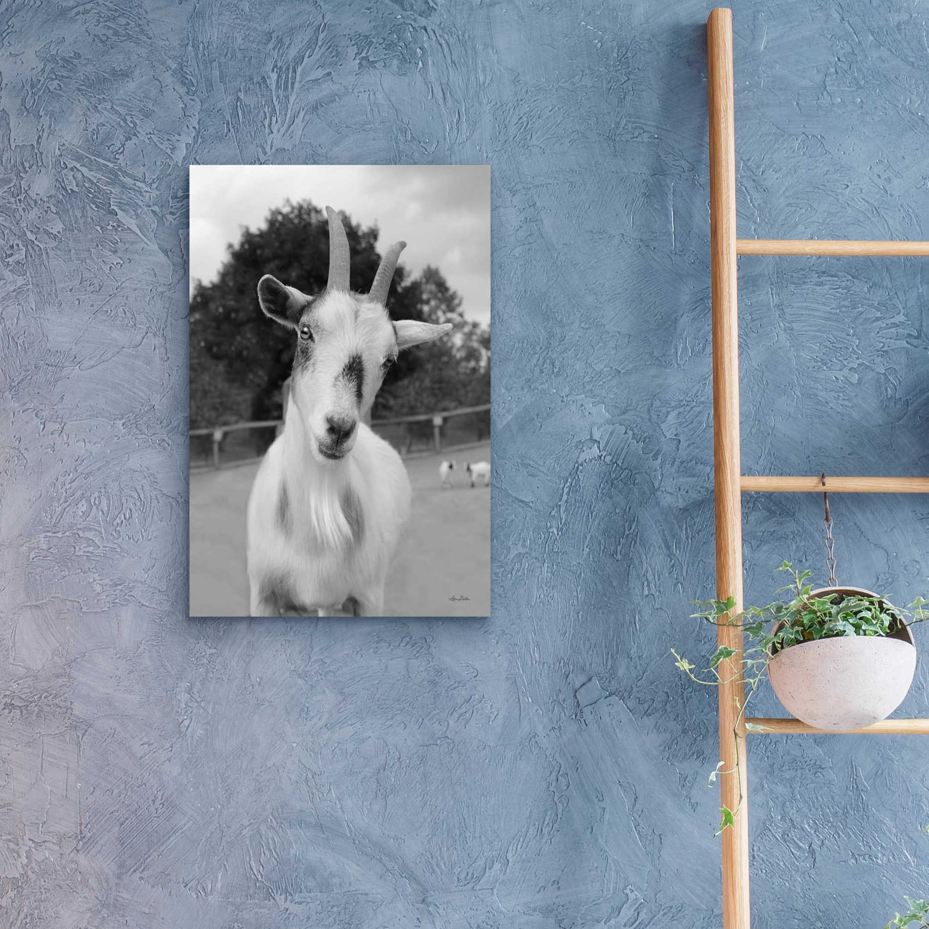 Epic Art 'Lake Tobias Goat II' by Lori Deiter Acrylic Glass Wall Art,16x24
