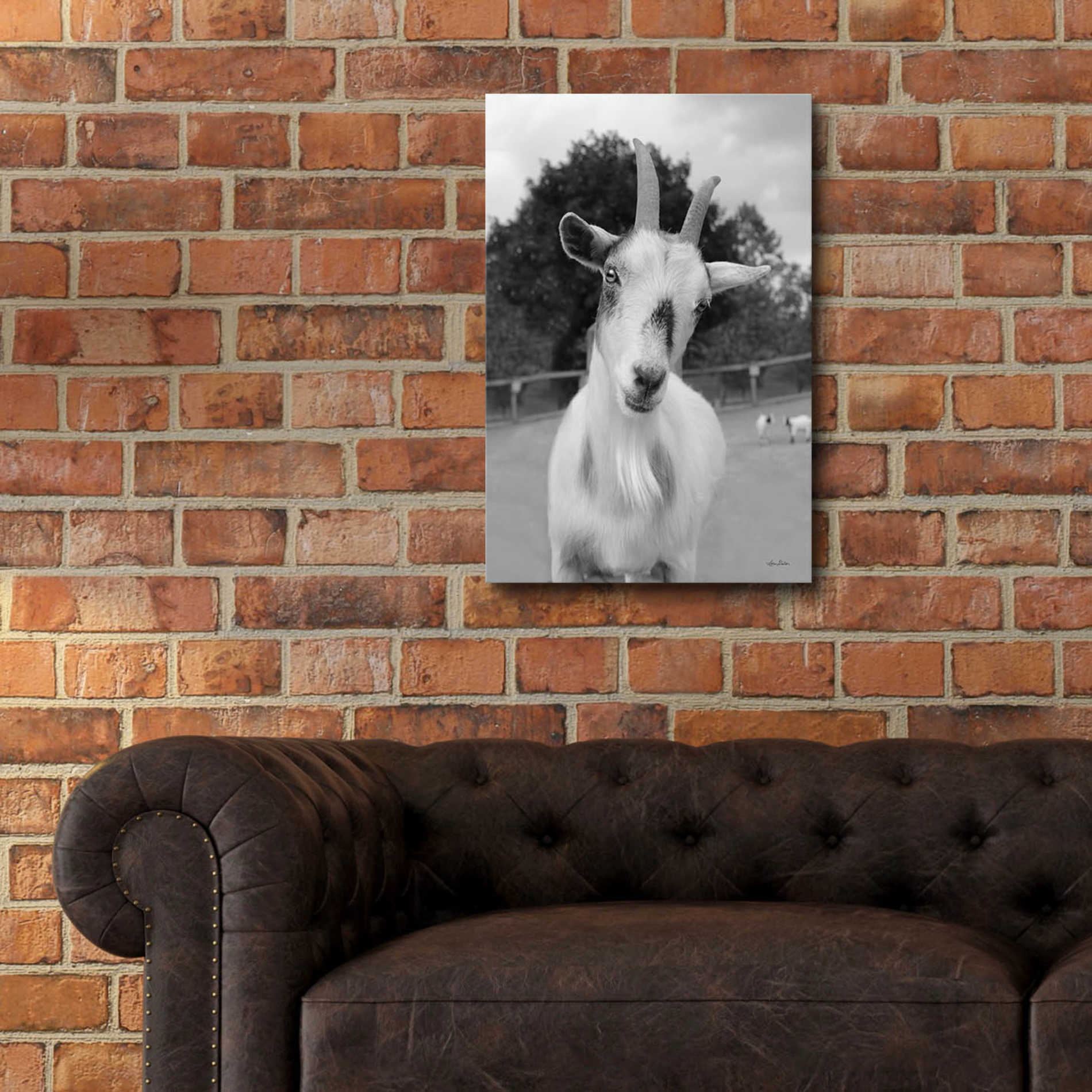 Epic Art 'Lake Tobias Goat II' by Lori Deiter Acrylic Glass Wall Art,16x24