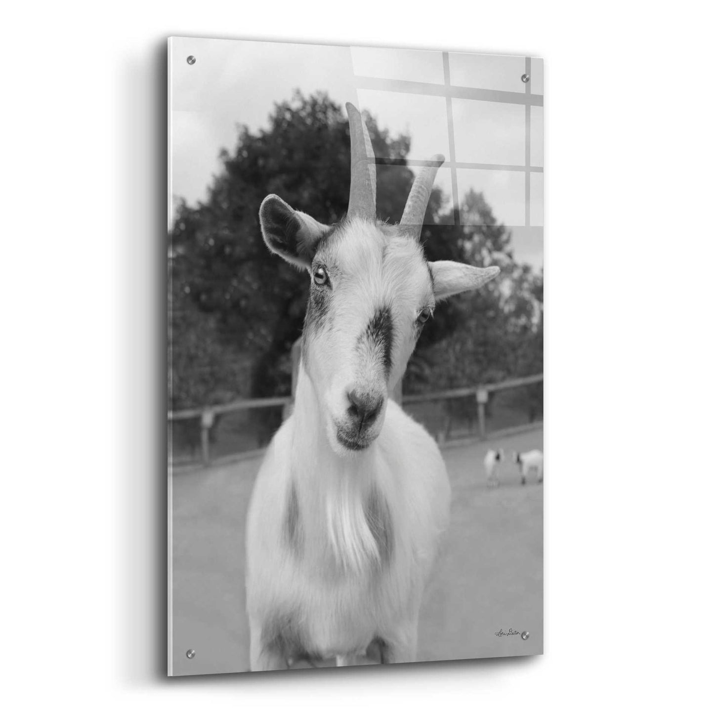 Epic Art 'Lake Tobias Goat II' by Lori Deiter Acrylic Glass Wall Art,24x36