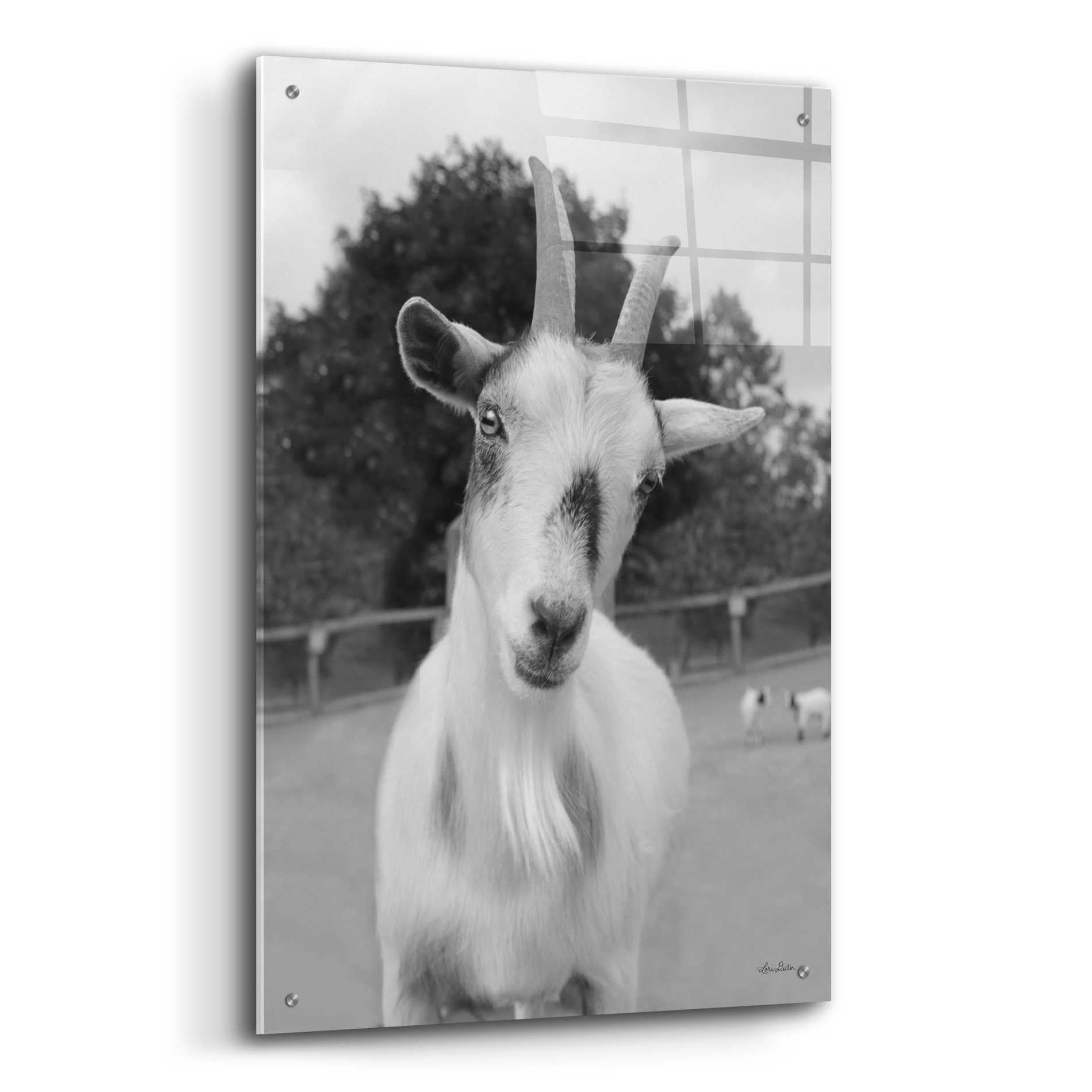 Epic Art 'Lake Tobias Goat II' by Lori Deiter Acrylic Glass Wall Art,24x36