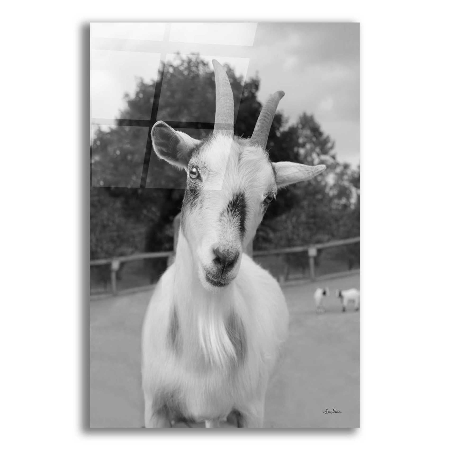 Epic Art 'Lake Tobias Goat II' by Lori Deiter Acrylic Glass Wall Art
