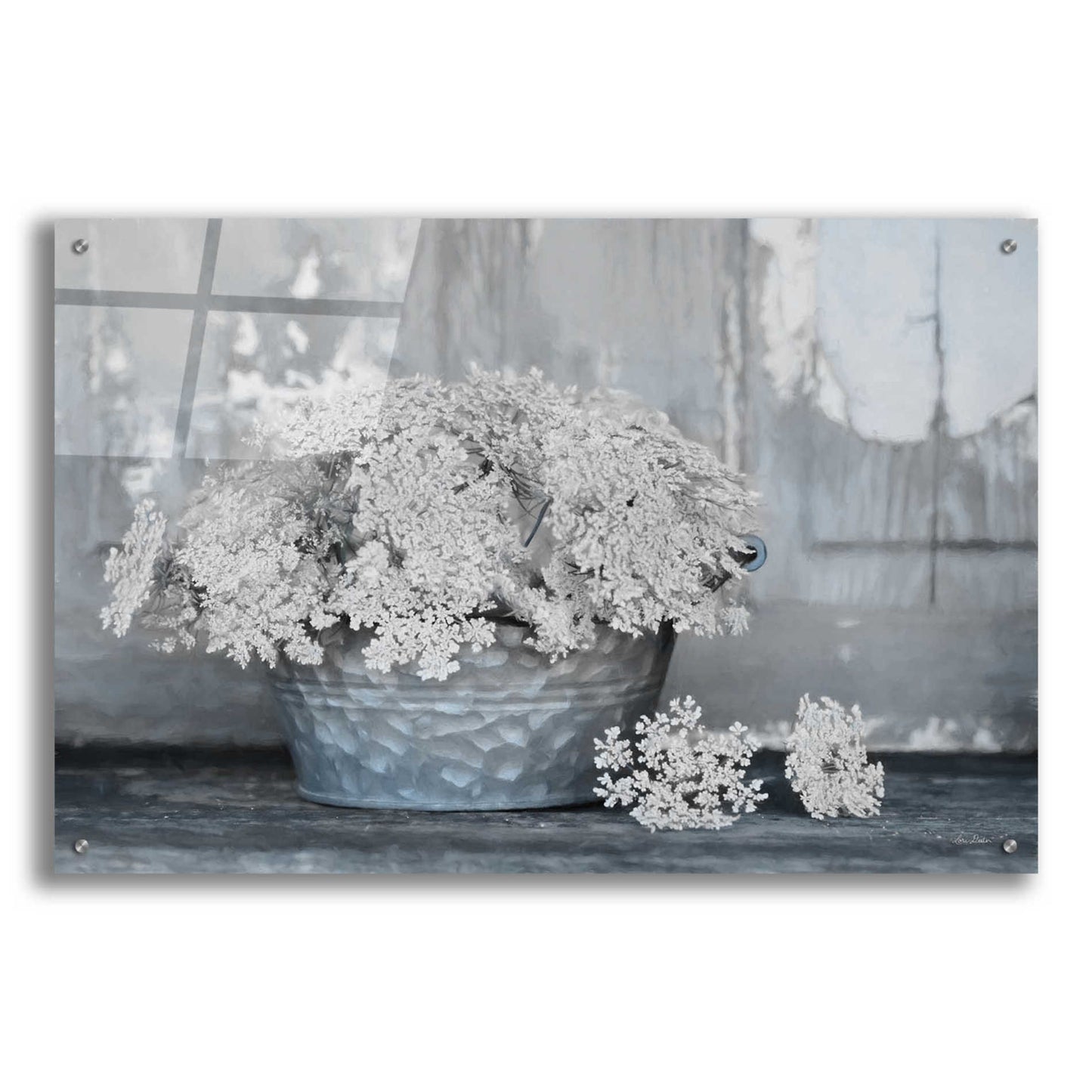 Epic Art 'Queen Anne's Lace I' by Lori Deiter Acrylic Glass Wall Art,36x24