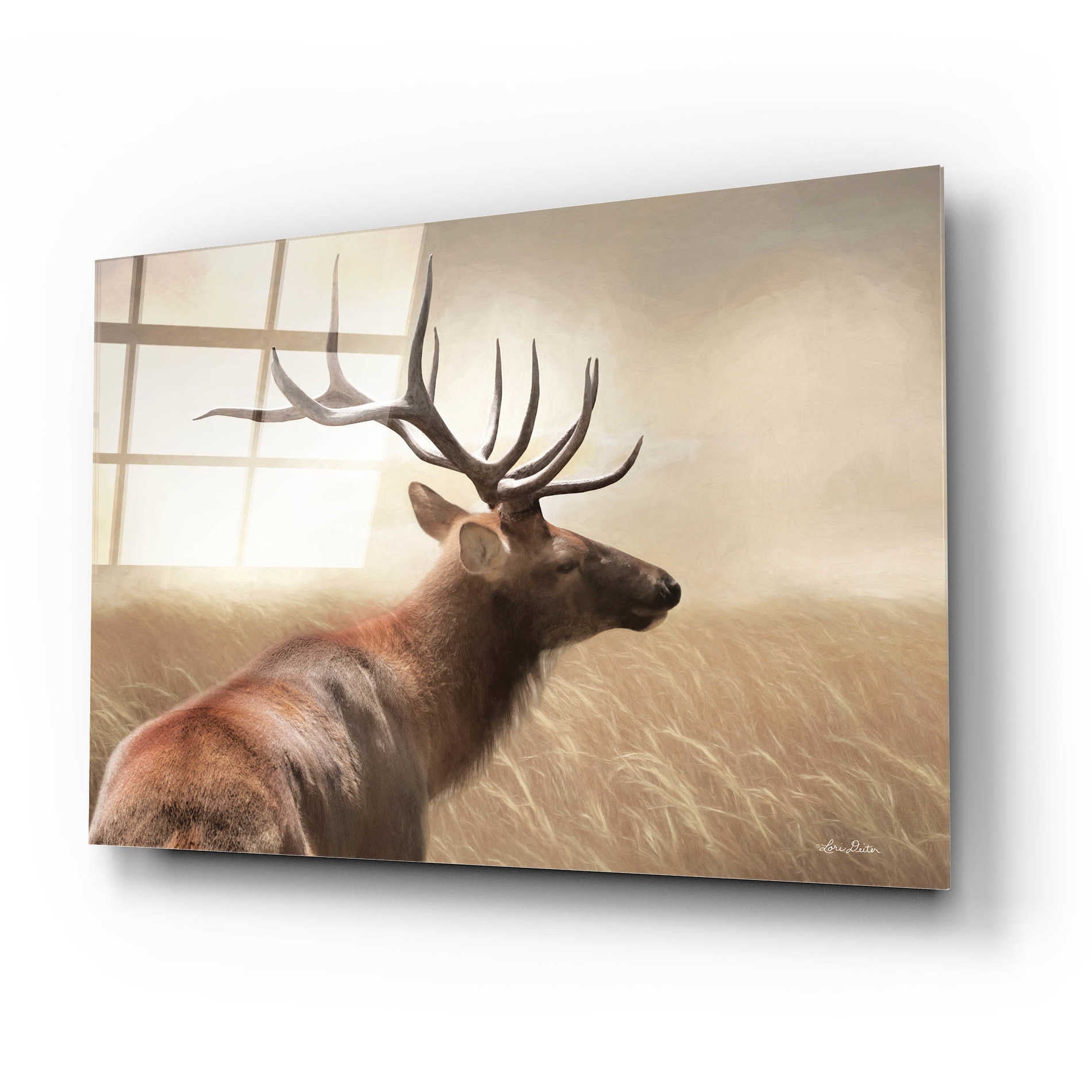 Epic Art 'Elk in the Grass' by Lori Deiter Acrylic Glass Wall Art,24x16