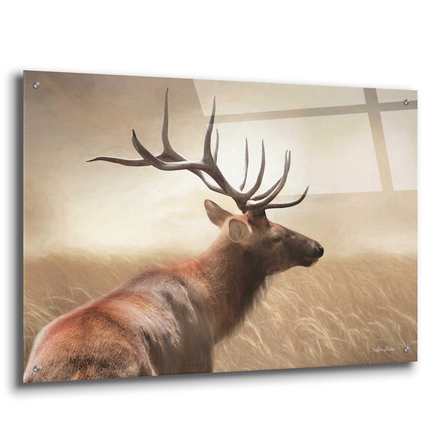 Epic Art 'Elk in the Grass' by Lori Deiter Acrylic Glass Wall Art,36x24