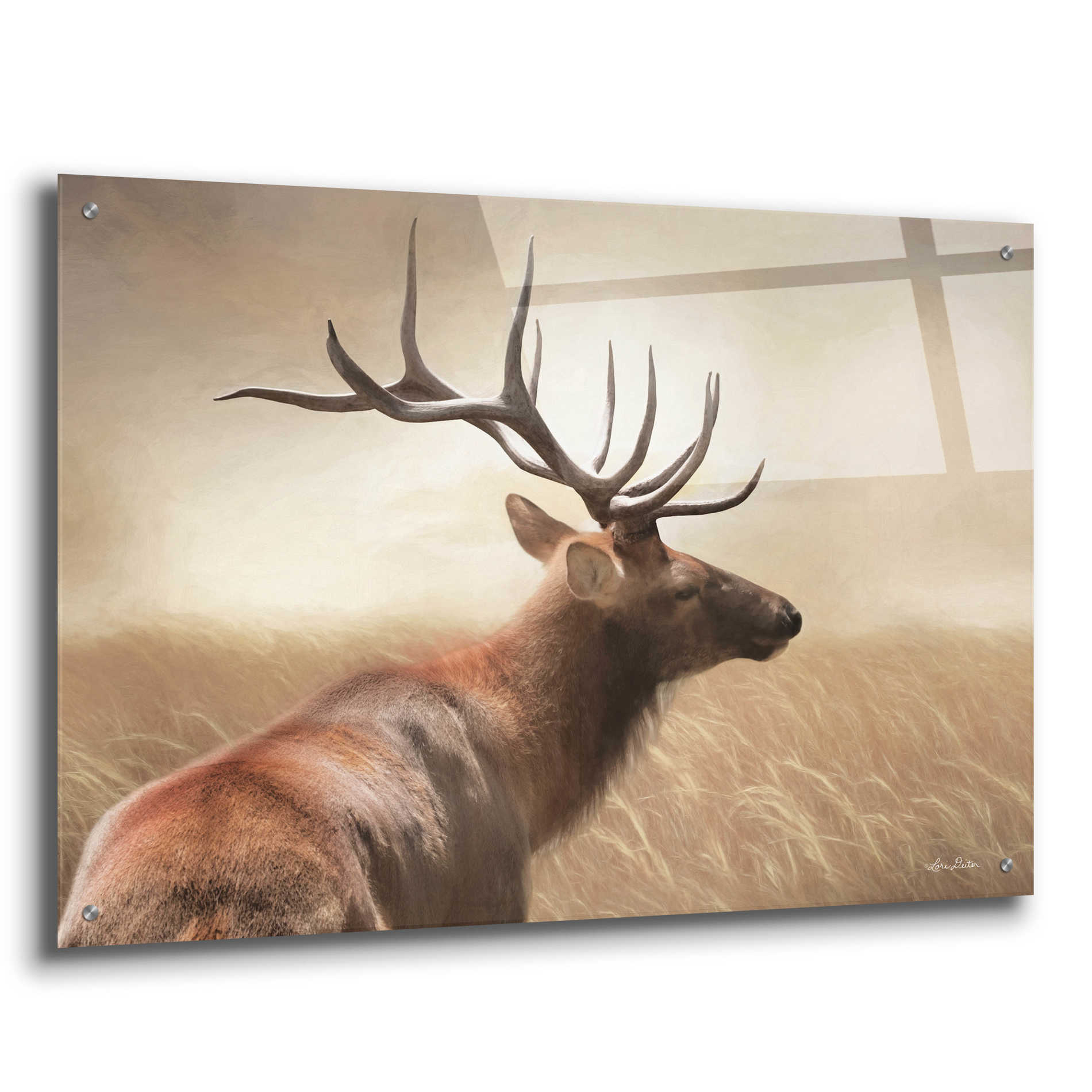 Epic Art 'Elk in the Grass' by Lori Deiter Acrylic Glass Wall Art,36x24
