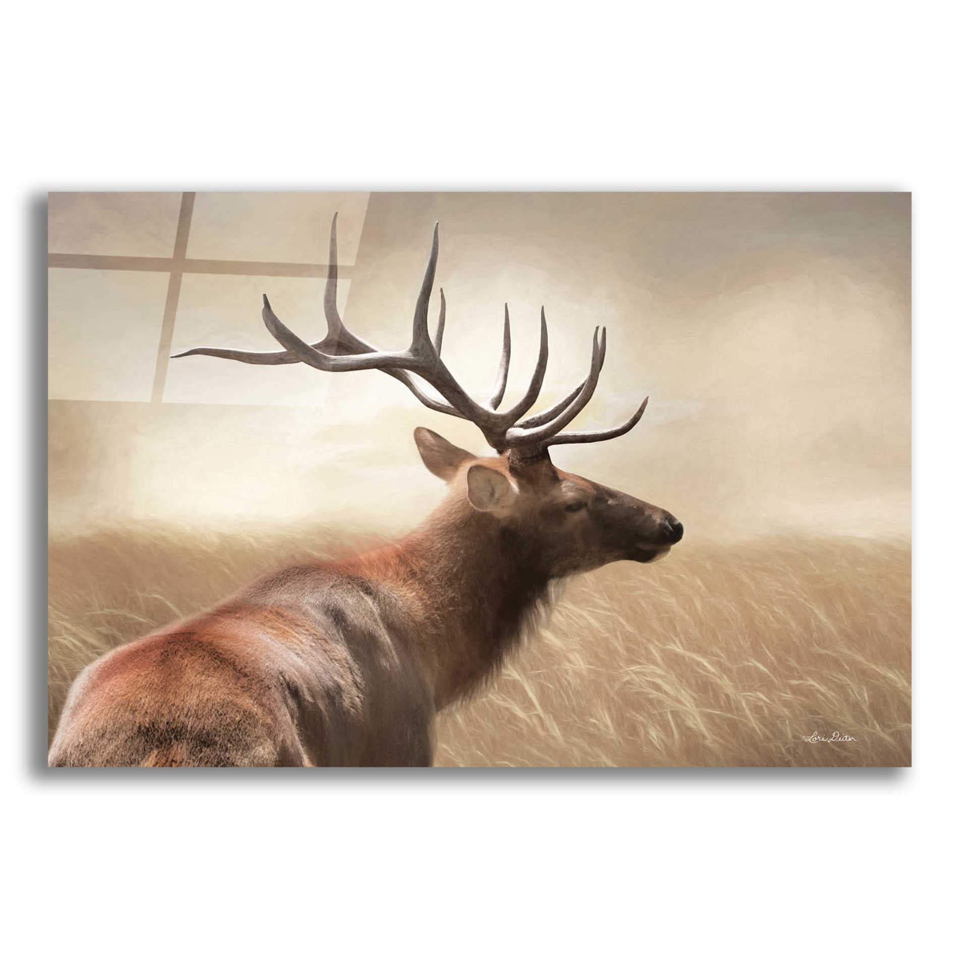 Epic Art 'Elk in the Grass' by Lori Deiter Acrylic Glass Wall Art