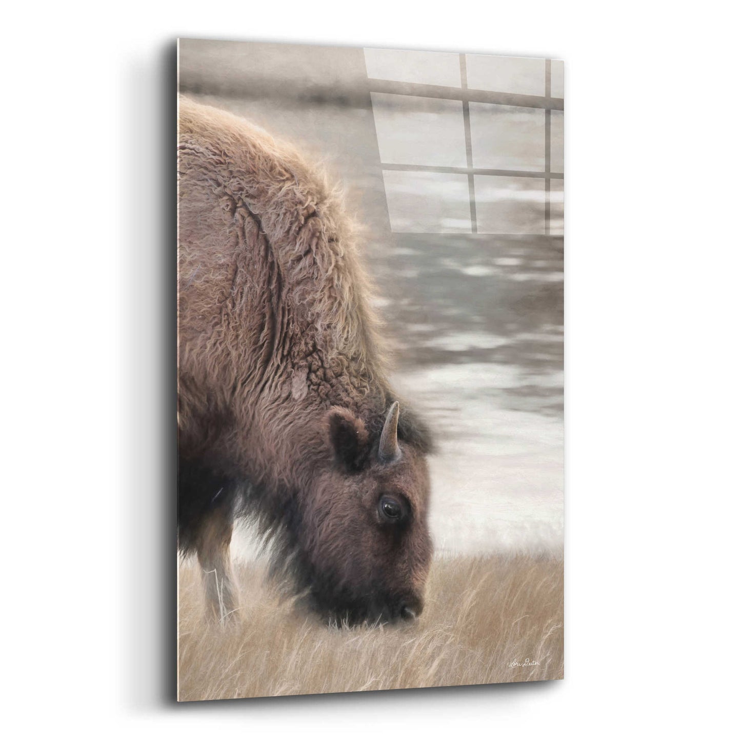 Epic Art 'Yellowstone Buffalo' by Lori Deiter Acrylic Glass Wall Art,12x16