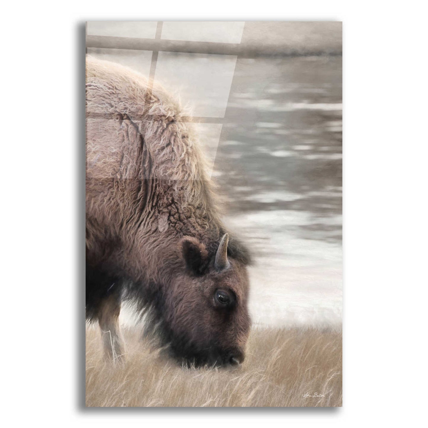 Epic Art 'Yellowstone Buffalo' by Lori Deiter Acrylic Glass Wall Art,12x16